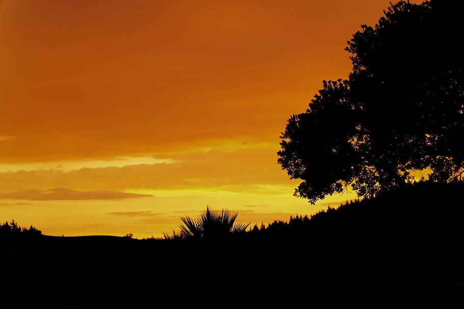 silhouette of trees during golden hour, sunset, night, evening HD wallpaper