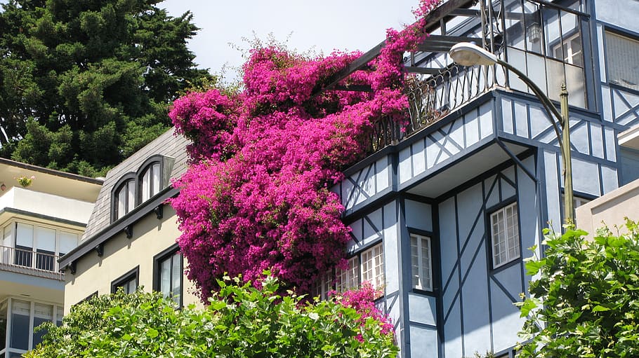 san francisco, pink flowers, lombard street, architecture, building exterior, HD wallpaper