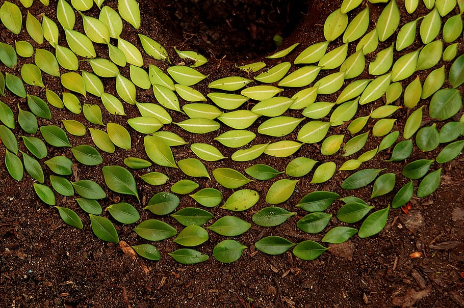 Leaf Gradient, green leaves artwork, design, forest floor, arrangement HD wallpaper