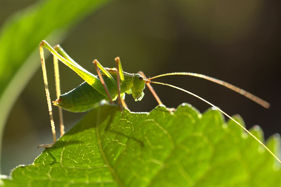 grasshopper, green, close, nature, grille, animal, insect, plant part HD wallpaper