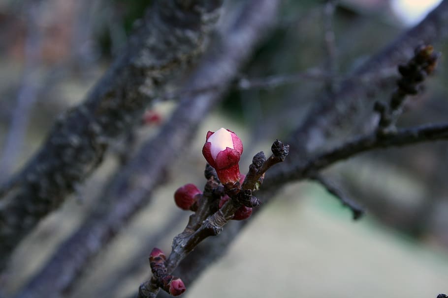 Spring, Blossoms, Tree, Fruit, Twigs, spring blossoms, flowers HD wallpaper