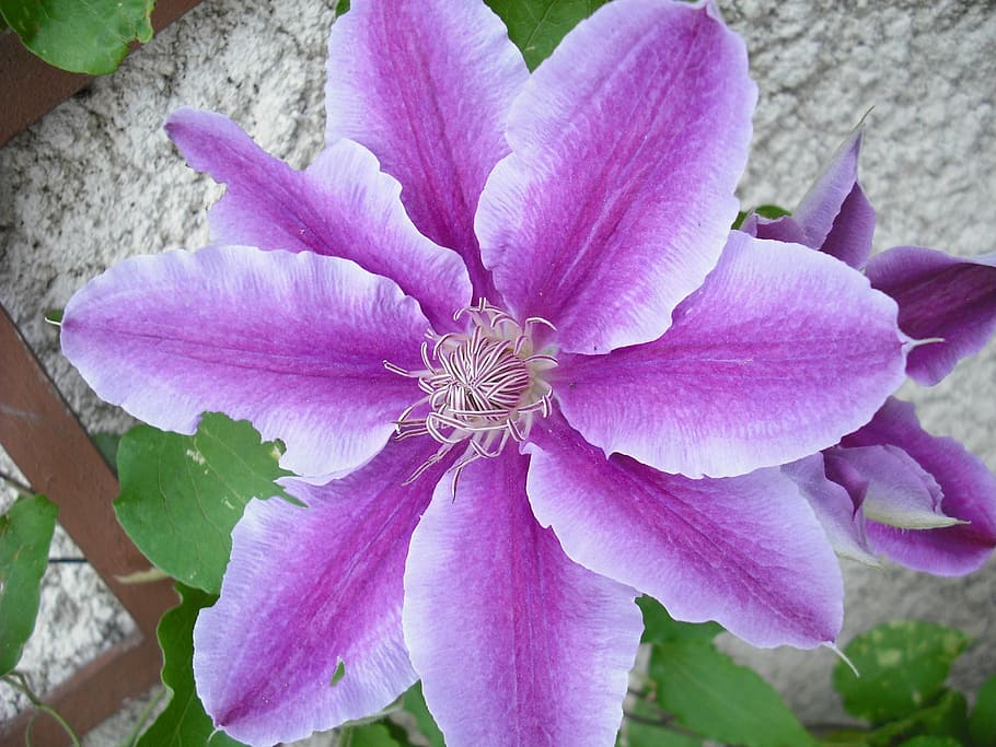flower, violet, treille, flowering plant, petal, beauty in nature HD wallpaper