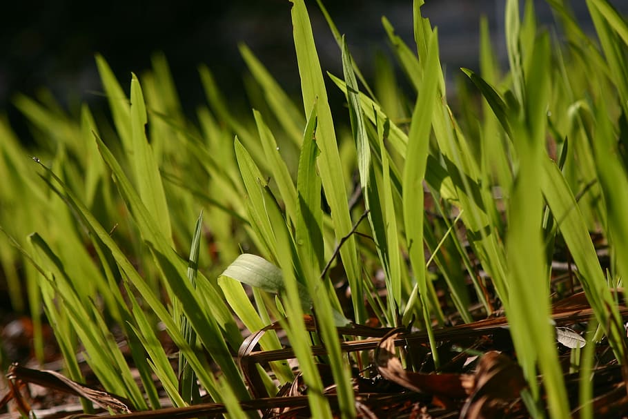 shallow focus photography of green plants, green grass, ground HD wallpaper