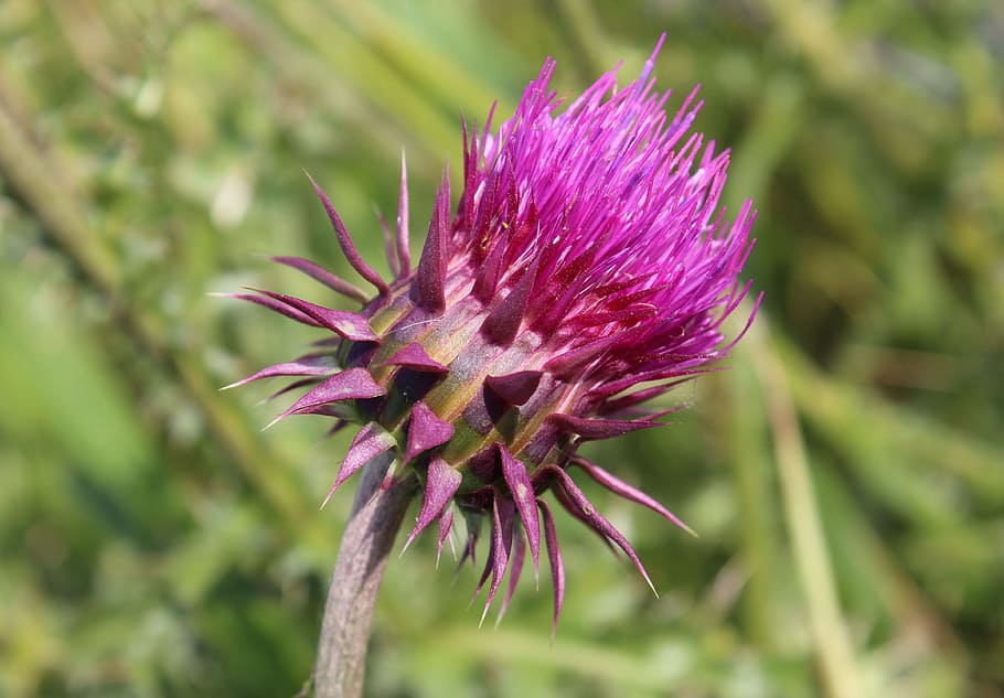 HD wallpaper: Barb, Thistle, Spiny, Wild, Plant, thistle spiny, wild plant  | Wallpaper Flare