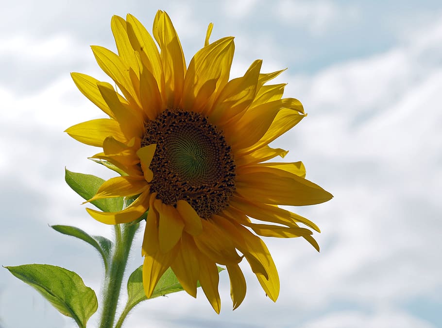 selective focus photography of sunflower, plant, nature, live HD wallpaper