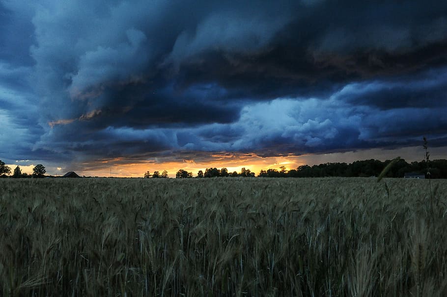 green grass field, brown grass field under cumulus clouds, wheat HD wallpaper