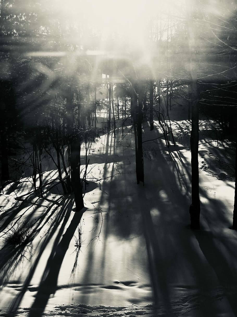 Sun trees, grayscale photo of bare trees, sunlight, snow, winter HD wallpaper