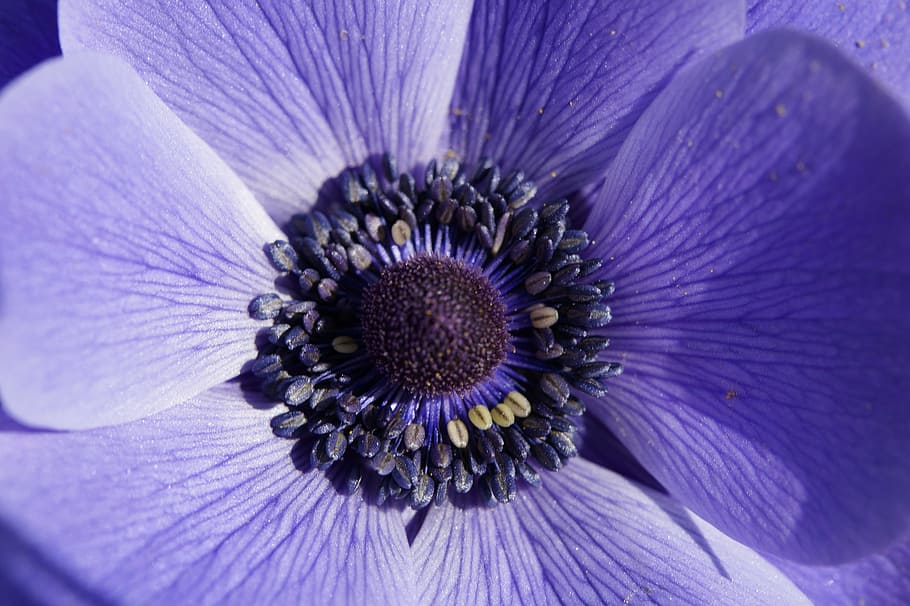 macro photography of purple anemone flower, crown anemone, close