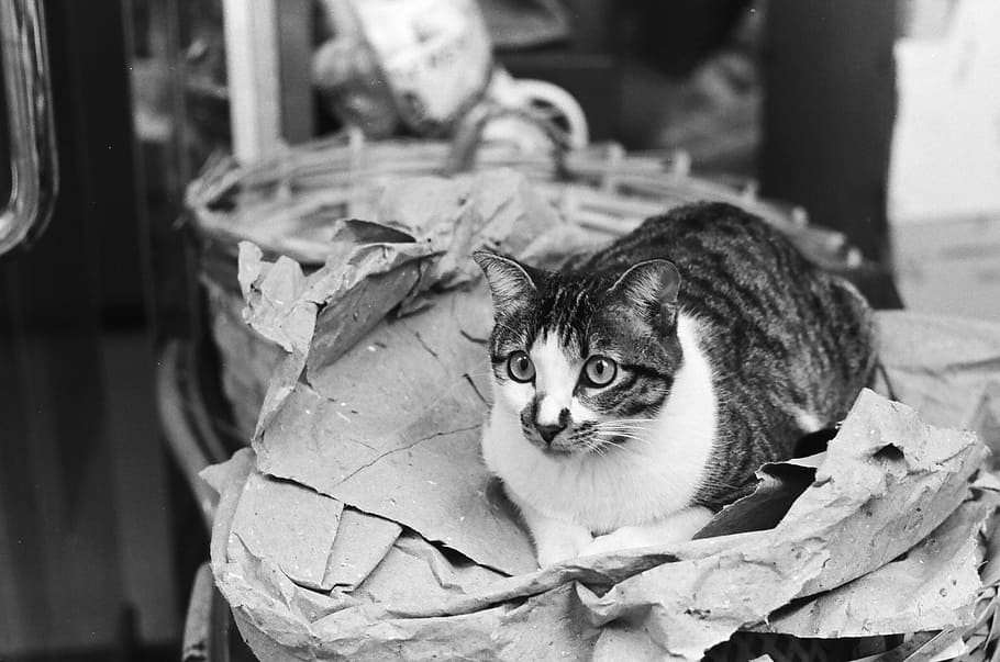 sat, street, compact, cat, black and white, animal, pets, predator HD wallpaper