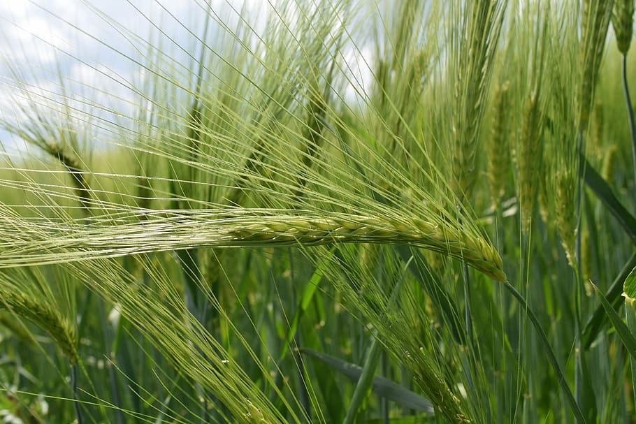 background, green, wheat, green wheat, close, wheat grains HD wallpaper