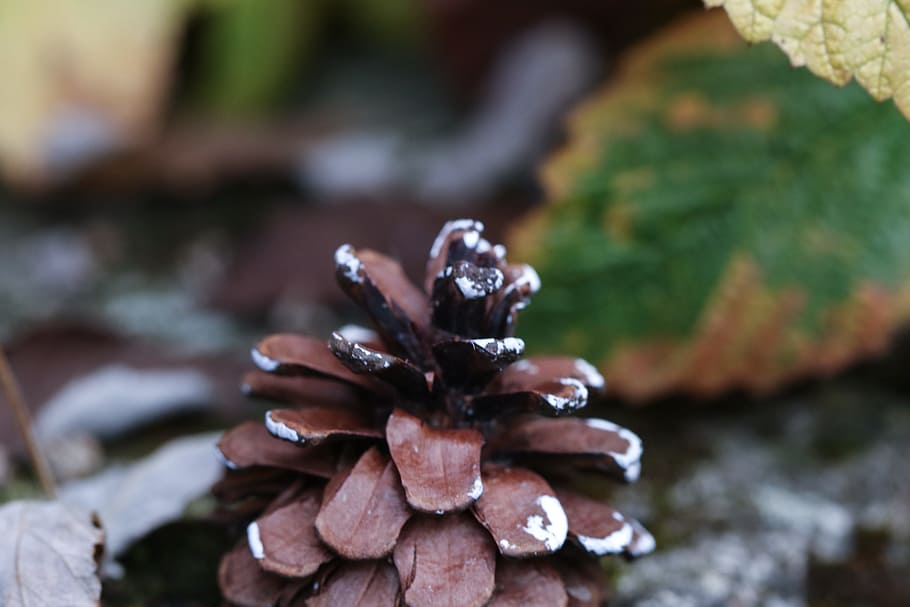 pinecone, autumn, leaves, fall, water, nature, focus on foreground HD wallpaper