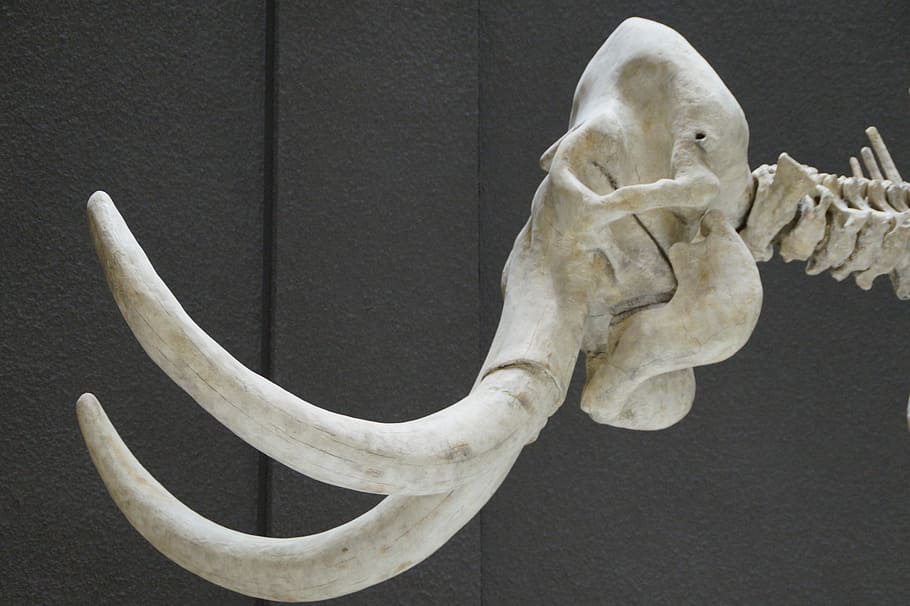 Mammoth, Skeleton, Museum, Exhibit, mammal, tusks, pachyderm HD wallpaper