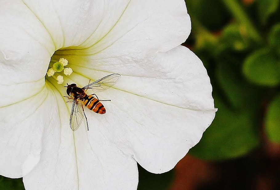 yellow and black hoover fly on white petaled flower, hover fly HD wallpaper