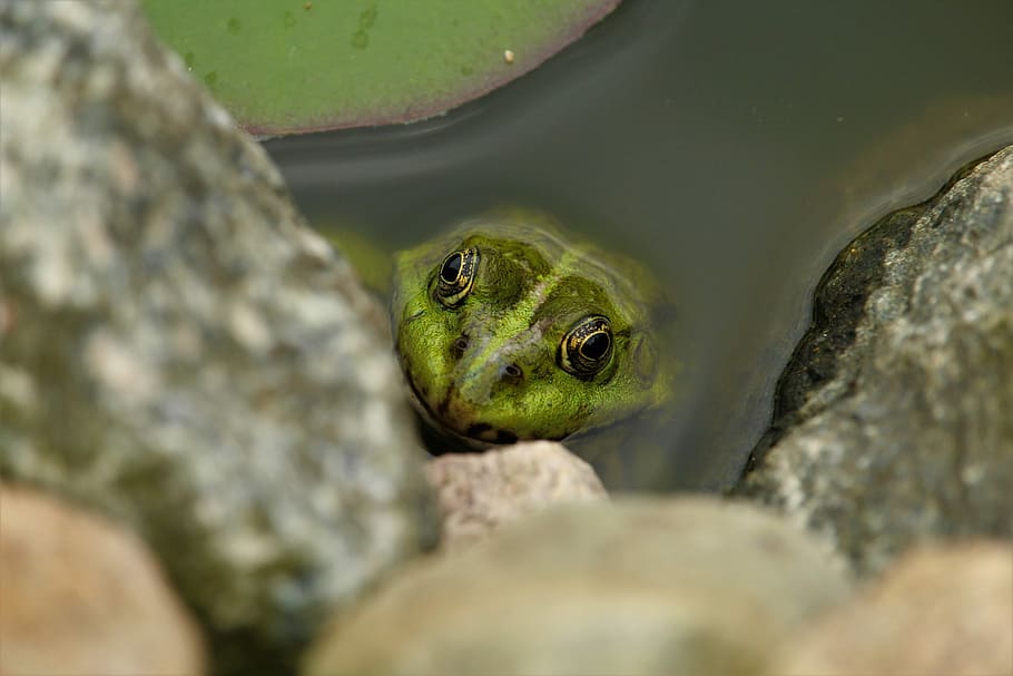 HD wallpaper: frog, frog pond, animal, amphibian, water frog, green