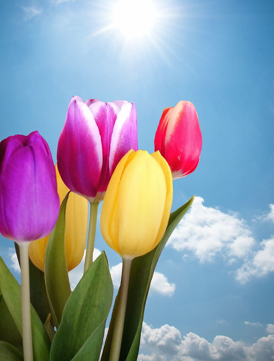 tulips, spring, colorful, sky, sun, flowers, nature, spring flower HD wallpaper