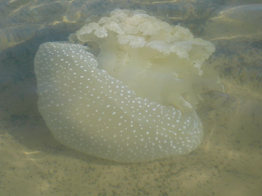 dakhla, beach, jellyfish, sea, animal themes, animals in the wild HD wallpaper