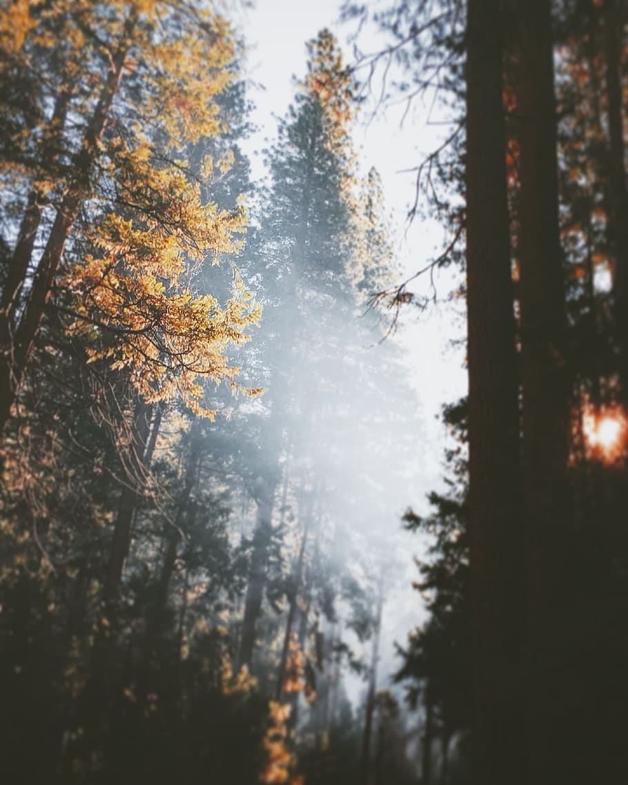 nature, forests, trees, fog, light, leaks, plant, beauty in nature HD wallpaper