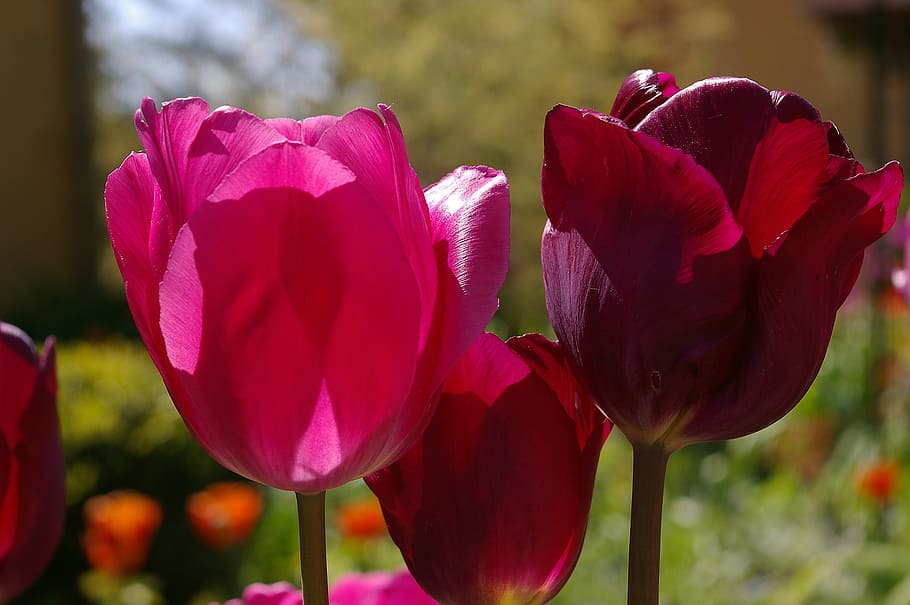 tulips, red tulips, flower, spring, nature, flowers, bloom, HD wallpaper