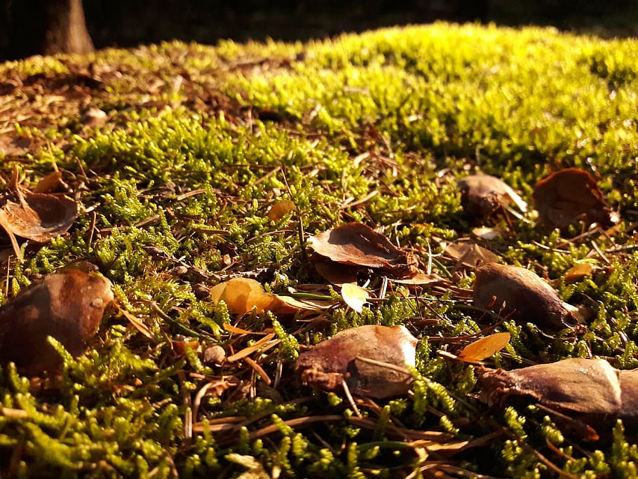 forest, moss, tree, green, sleeves, nature, autumn, leaf, outdoors HD wallpaper