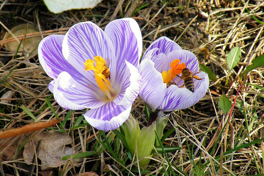 crocus, bees, insect, blossom, bloom, flower, frühlingsanfang HD wallpaper