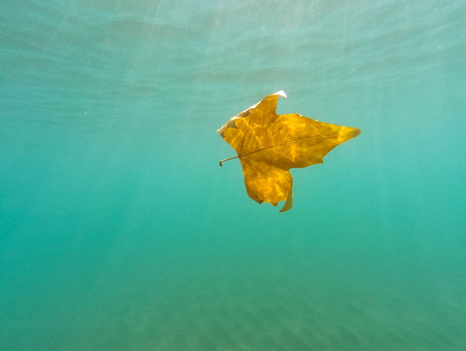 underwater photography of brown leaf, maple, yellow, sea, sand HD wallpaper