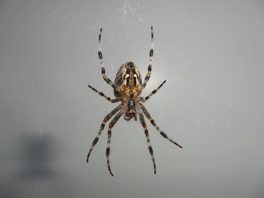 spider, network, cobweb, insect, nature, animal, arachnid, animal world HD wallpaper