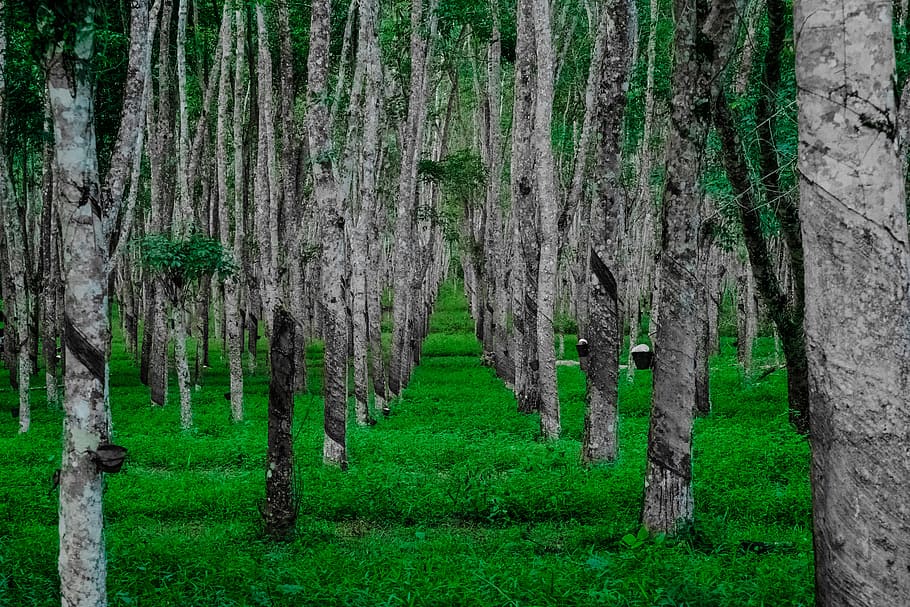 nature, forest, trees, branches, environment, foliage, grass HD wallpaper