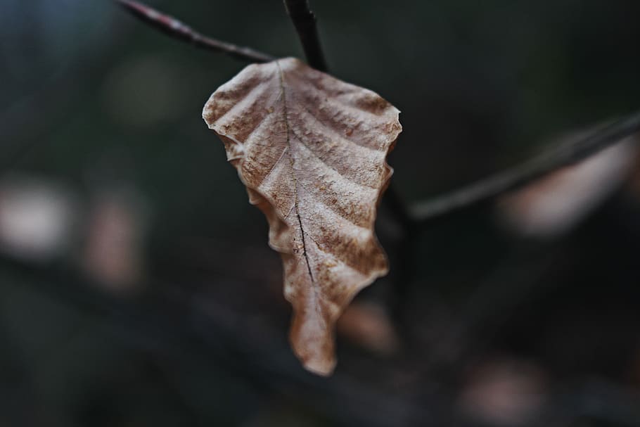 shallow focus photography of brown dried leaf, dried leaf shallow focus photography HD wallpaper