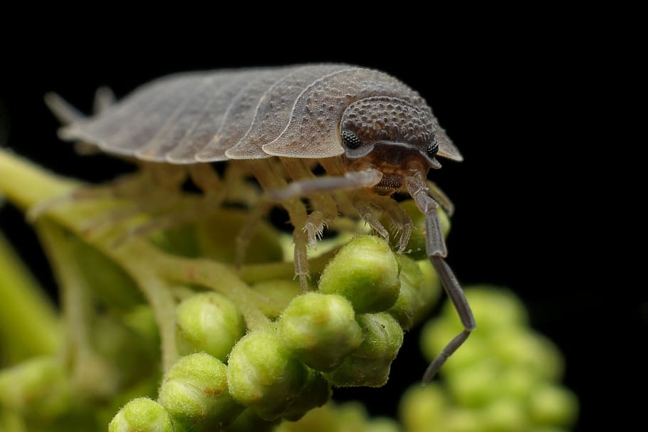 macro photography of woodlouse, armadillo, worm, bug, insect, HD wallpaper