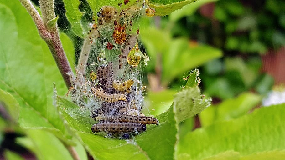 Codling, Track, Nature, Pests, Butterfly, close, spring, eat HD wallpaper