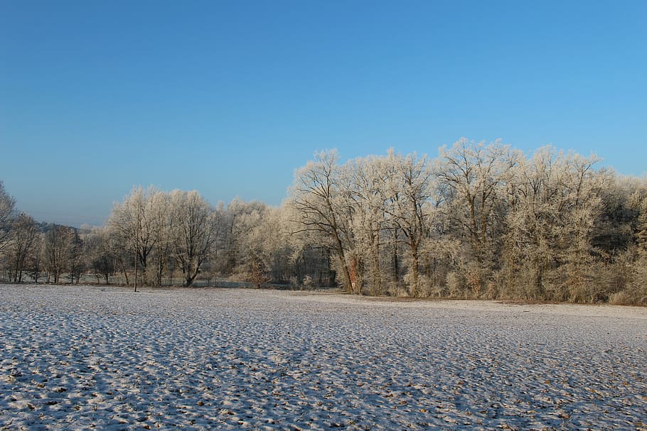 Frost, Forest, Landscape, Trees, Cold, winter, icy, nature HD wallpaper