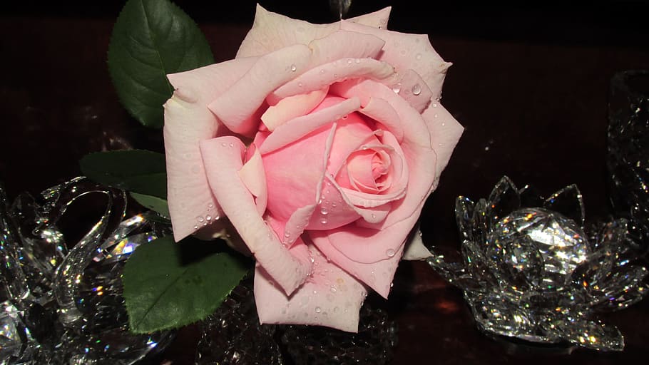rose, pink, water drops, pink color, flower, rose - flower HD wallpaper