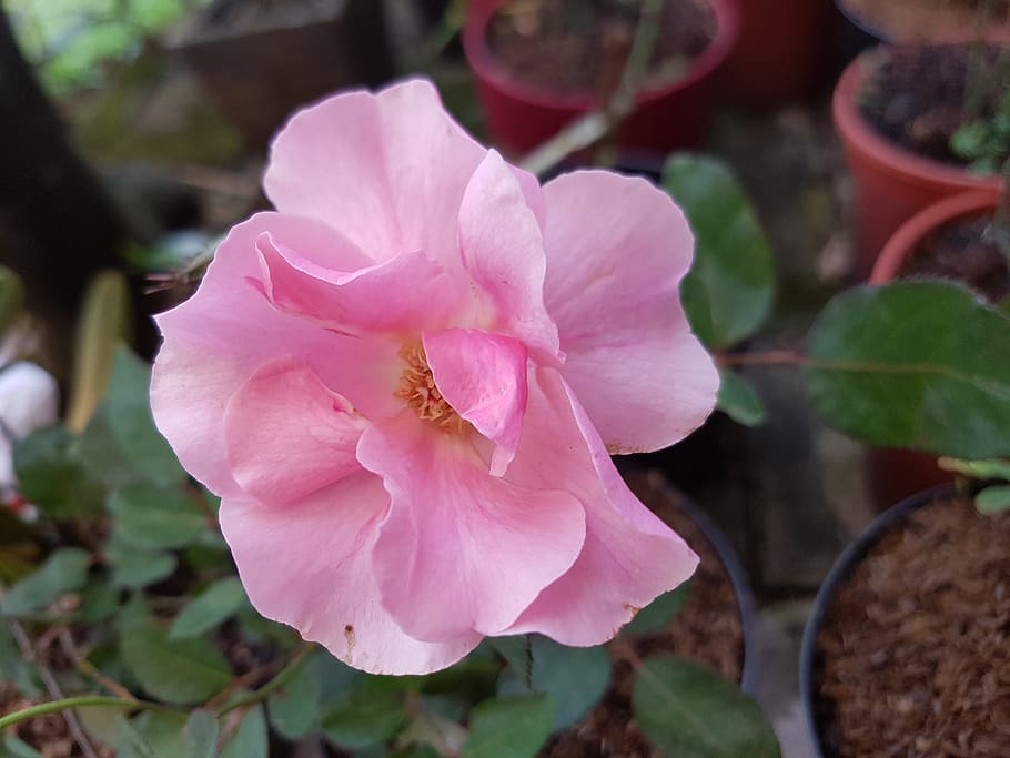 flower, pink, garden, flowering plant, pink color, beauty in nature HD wallpaper