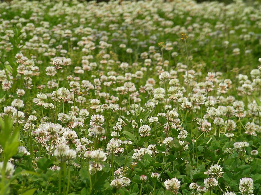 white flowers, spring, nature, summer, meadow, plant, springtime HD wallpaper