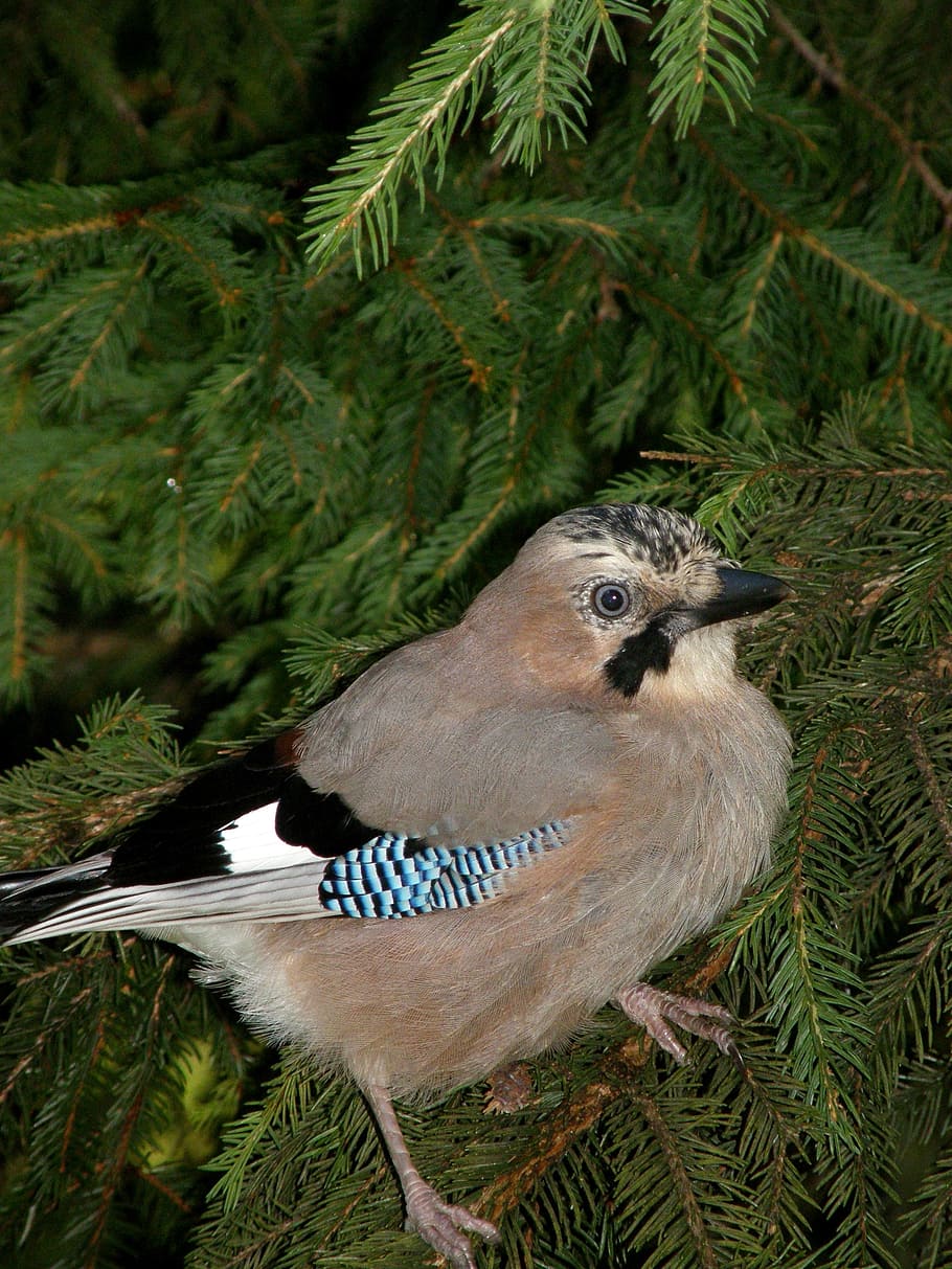 jay, bird, nature, forest, animal themes, tree, plant, vertebrate HD wallpaper