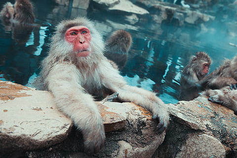 monkey on body of water at daytime, photo of a white baboon holding a rock HD wallpaper