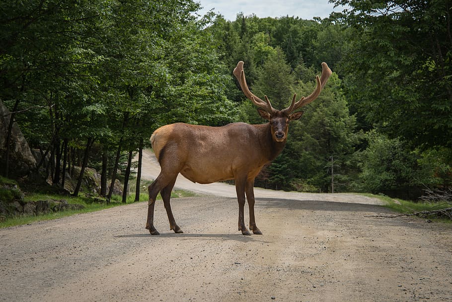 brown deer on brown land near trees, brown moose on road near forest HD wallpaper