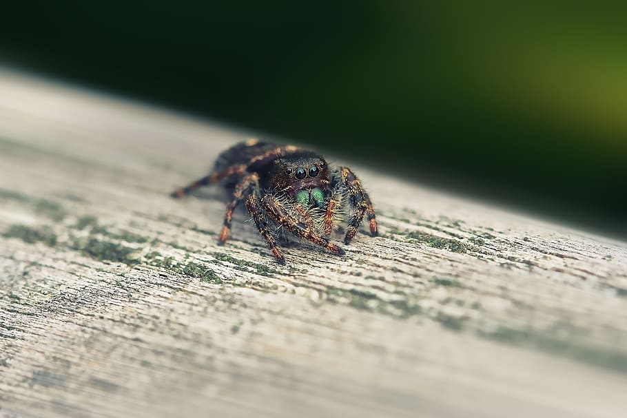 Little Spider, Macro, tiny, nature, insect, predator, close HD wallpaper