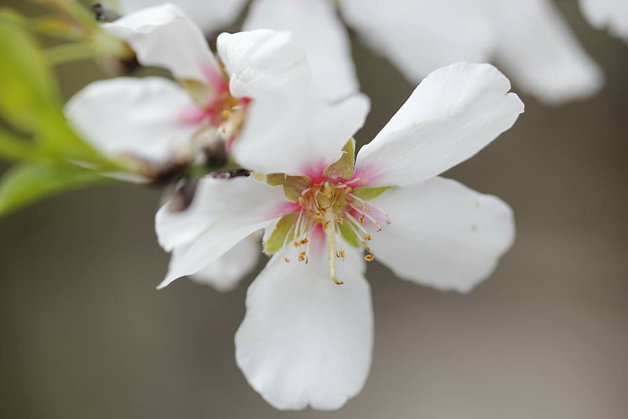 spring, flower, green, nature, garden, pink, white, sprig, petal HD wallpaper