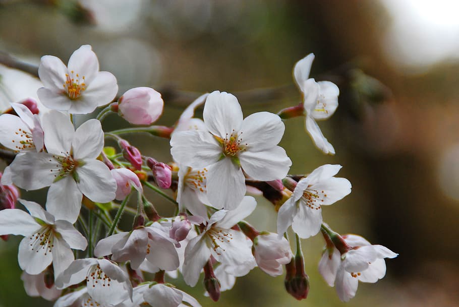 sakura, flower, pink, spring, garden, blossom, botany, season HD wallpaper