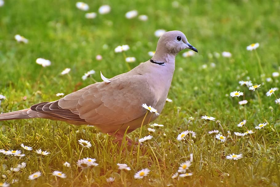 Dove, Collared, Bird, Feather, Plumage, nature, animal world HD wallpaper