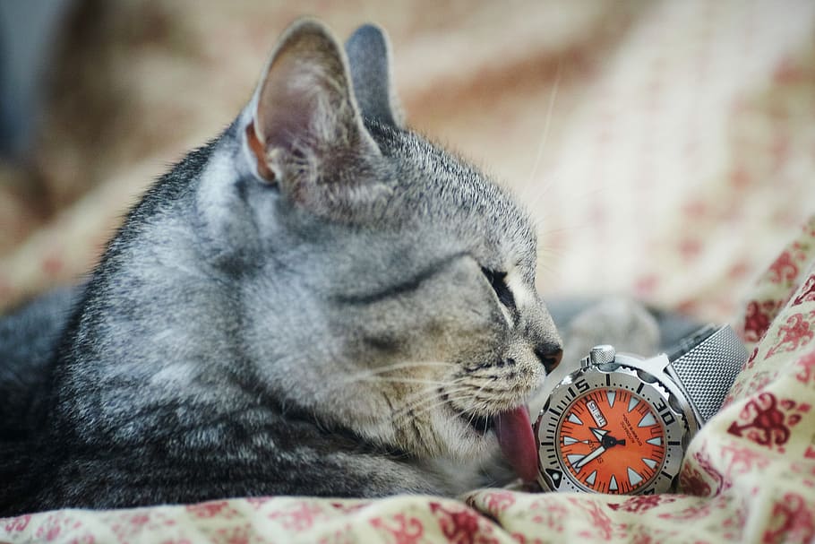wristwatch, animal, pet, cute, adorable, cat, feline, kitty, licking, HD wallpaper