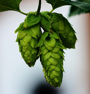 green fruit, hops, buds, beer, plant, leaf, vine, summer, macro HD wallpaper