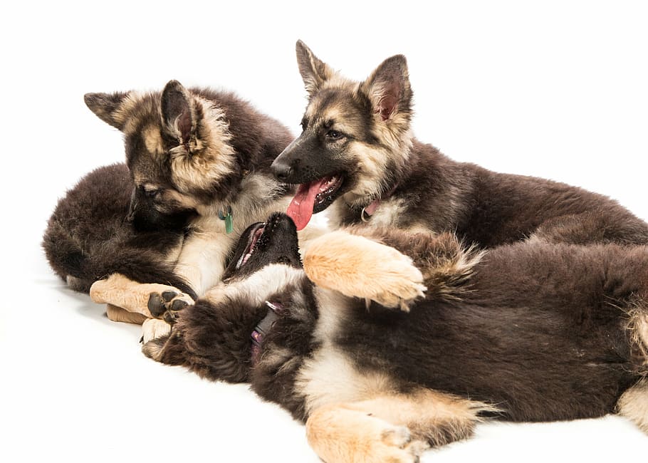 puppys, pack, animal, domestic, mammal, animal themes, pets HD wallpaper