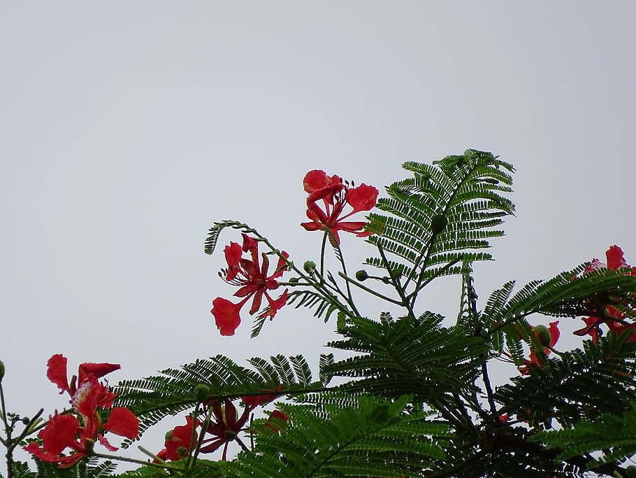 flavors, tree, fruit, green, food, branch, organic, red, plant HD wallpaper