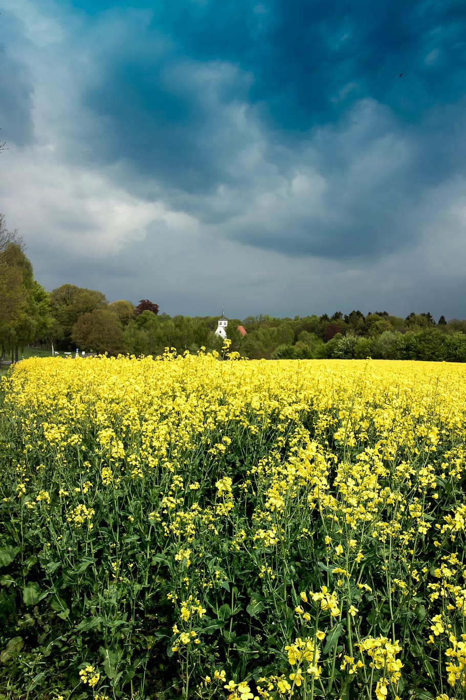 sky, clouds, landscape, yellow, beauty in nature, flower, field HD wallpaper