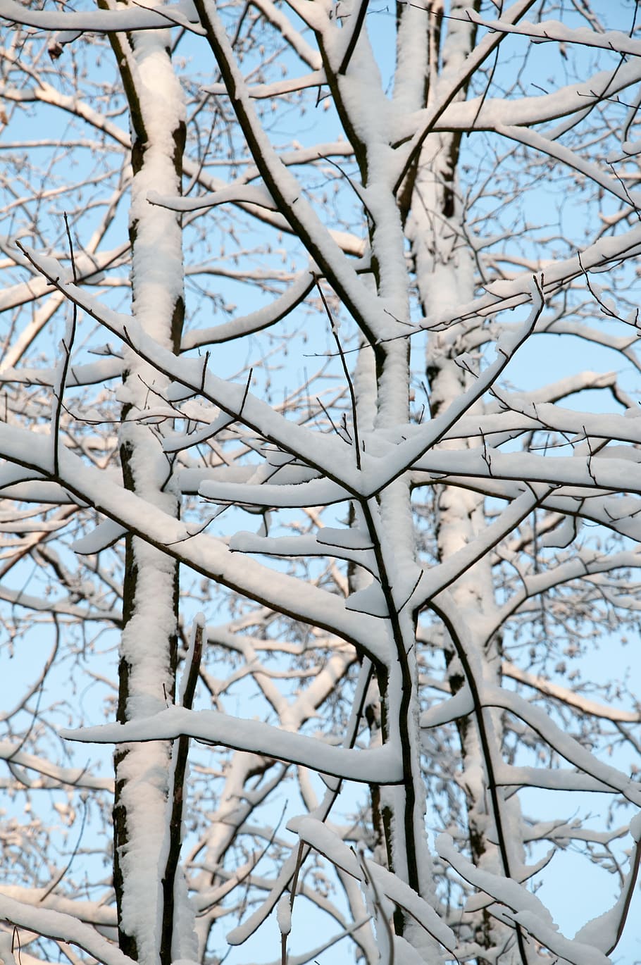 snow, winter, wintry, cold, white, light, bush, landscape, tree HD wallpaper
