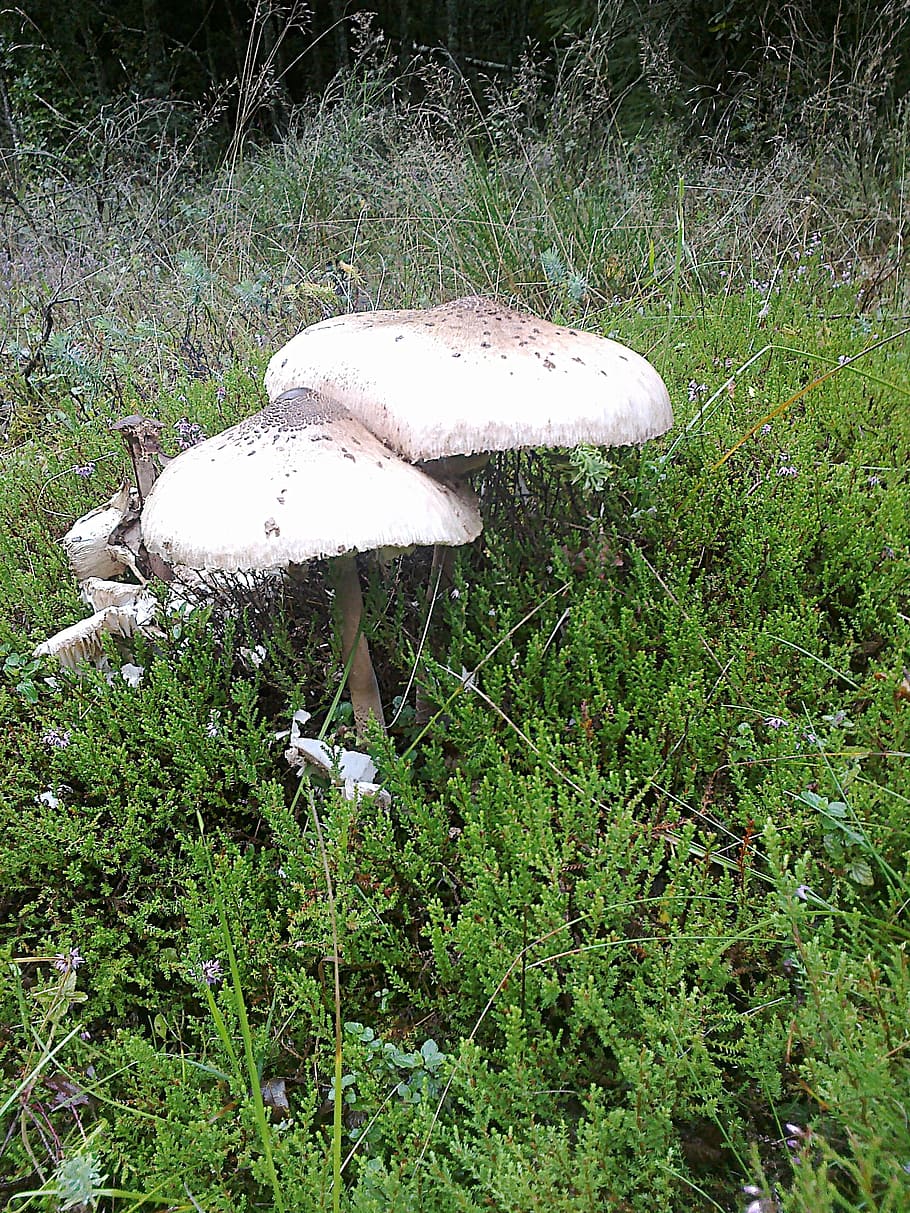 Giant, Palatinate, Hiking, giant schirmling, mushroom, mushroom time, HD wallpaper
