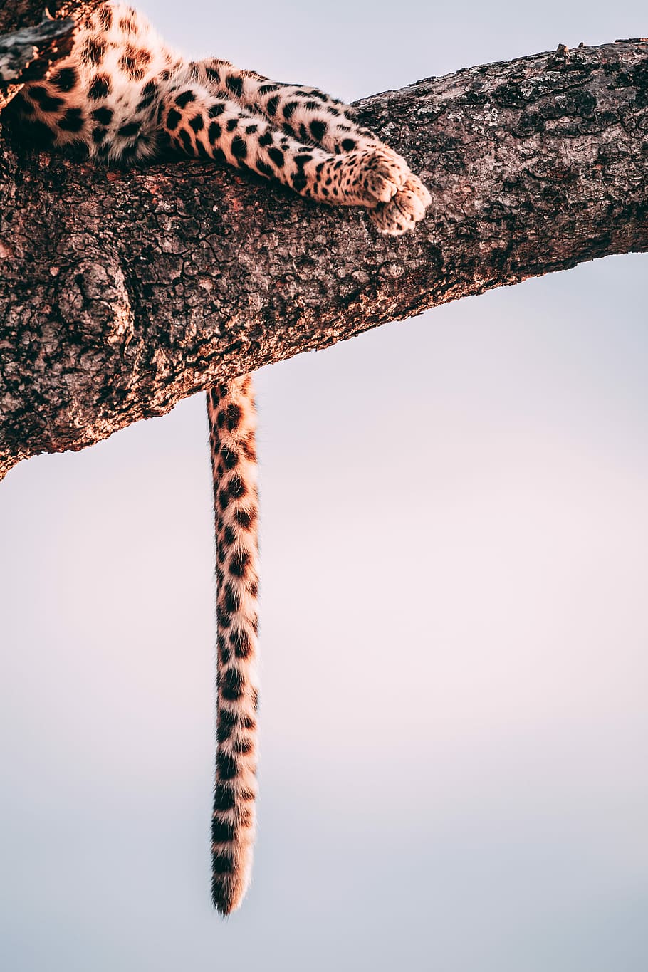 closeup photography leopard on tree, leopard on tree branch, cat HD wallpaper