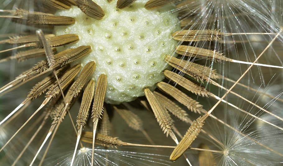 nature, tarassacum, seeds, close-up, plant, growth, no people HD wallpaper